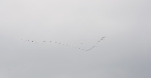 Canada geese making their way. One of the iconic harbingers of autumn on the Chesapeake.